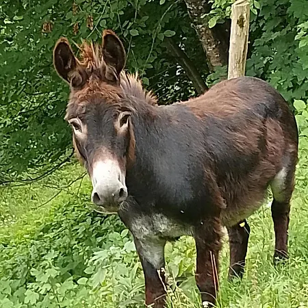 Gospodarstwo agroturystyczne La Casa Nei Boschi Colderu